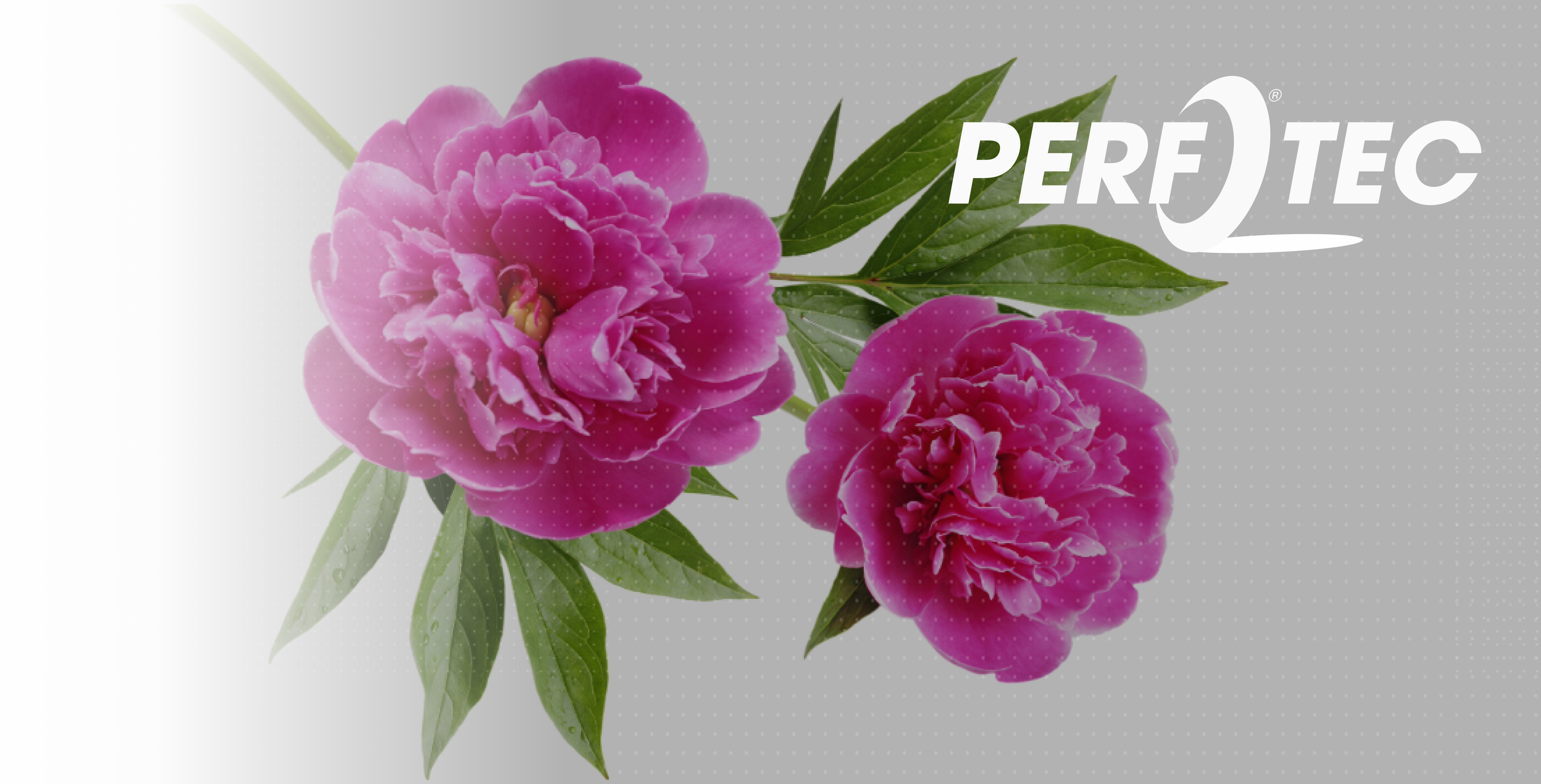 Peony